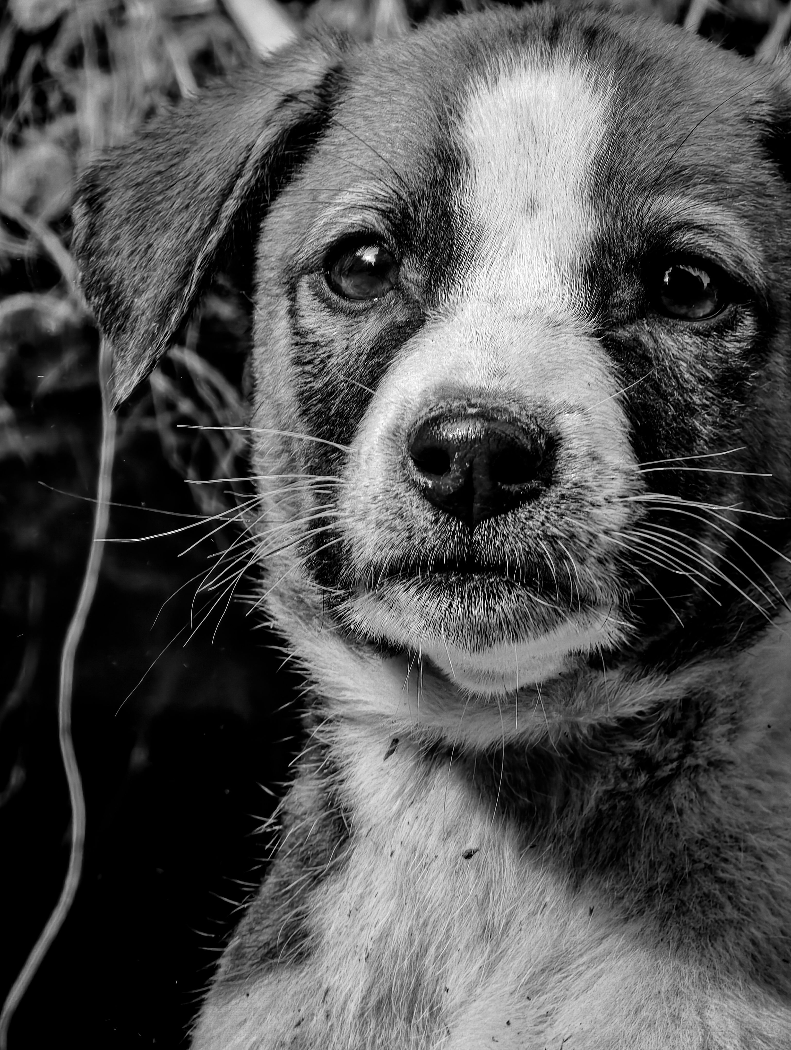 Dogs