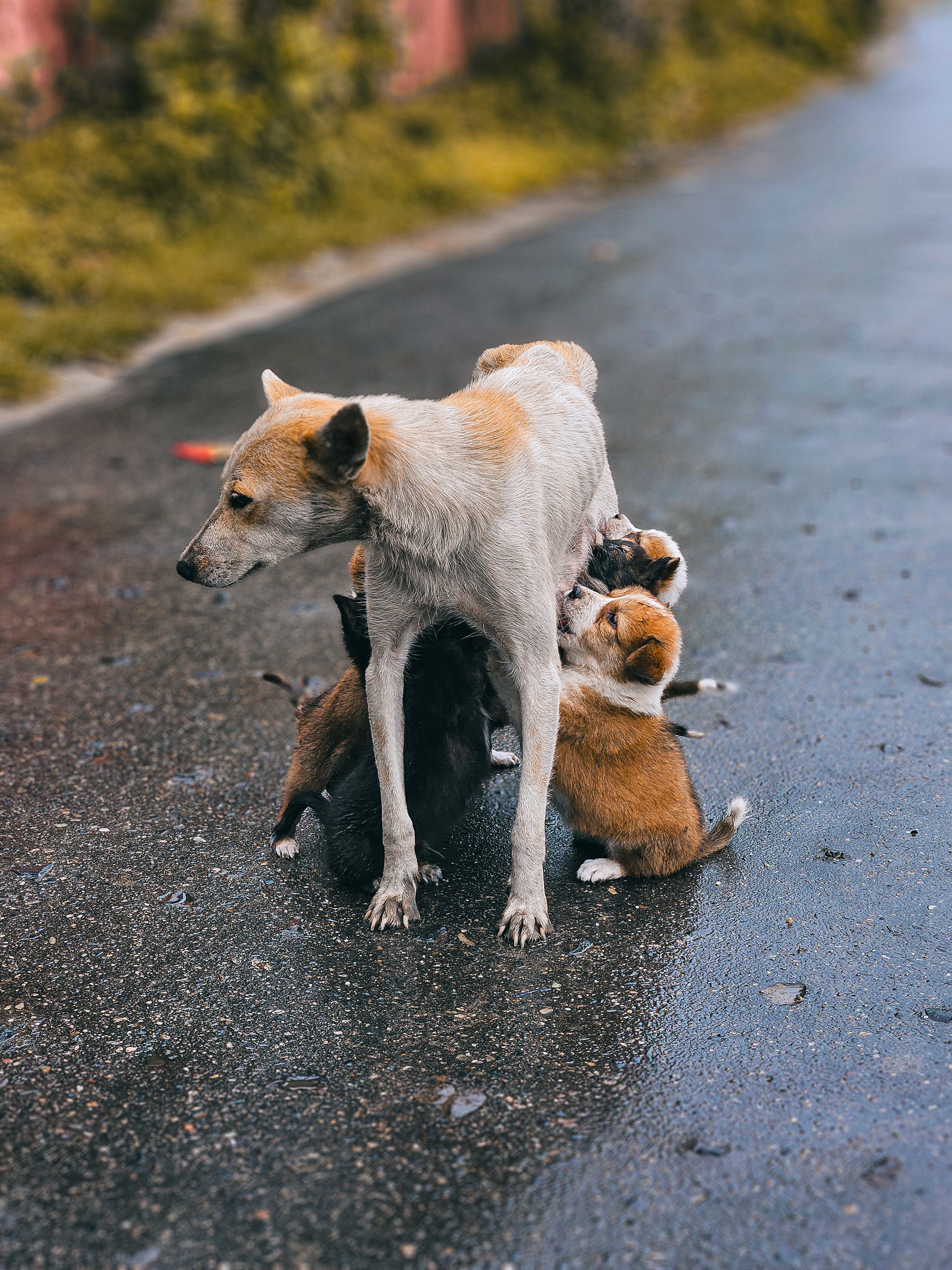 pexels swagoto mondal 701653119 28352167